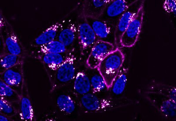 BioTracker NIR680 Cytoplasmic Membrane Dye | SCT112